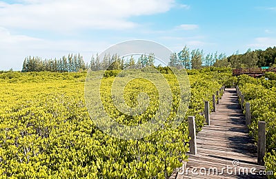 Mangrove Forest Boardwalk Stock Photo