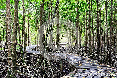 Mangrove forest Boardwalk way Stock Photo