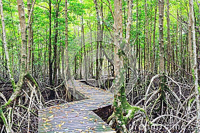 Mangrove forest Boardwalk way Stock Photo