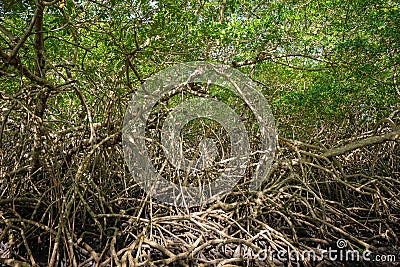 Mangrove forest dense tropical trees foliage jungle wild woods ecosystem Stock Photo