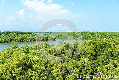 Mangrove forest in the district Can Gio - Vietnam Stock Photo
