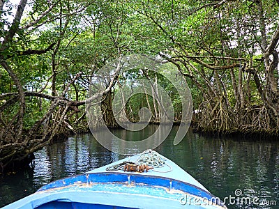 Mangrove Forest at Laguna Gri-Gri Stock Photo