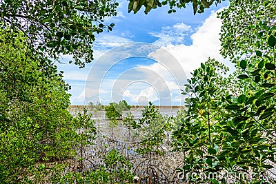 Mangrove forest at Nature Preserve and ForestKlaeng at Prasae, Stock Photo