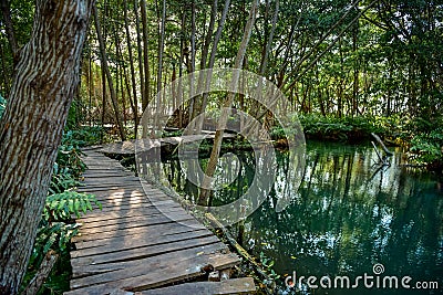 Mangrove forest by the Ria Celestun lake Stock Photo