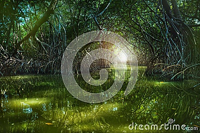 Mangrove forest by the Ria Celestun lake Stock Photo