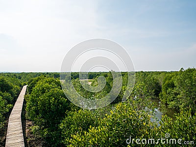 Mangrove Forest View From Above Stock Photo