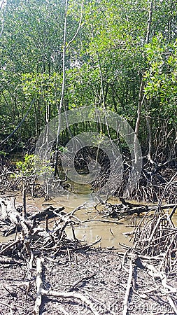 mangrove forest Stock Photo