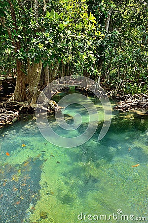 Mangrove forests Stock Photo