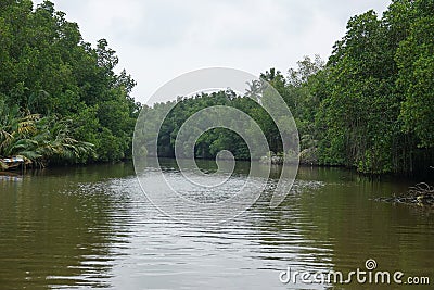 Mangrove forests along the river Stock Photo