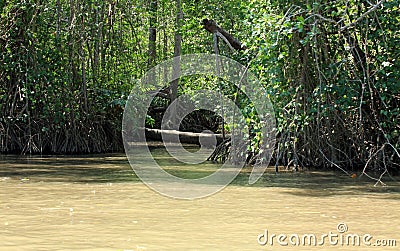 Mangrove Forests along the Tarcoles River Stock Photo