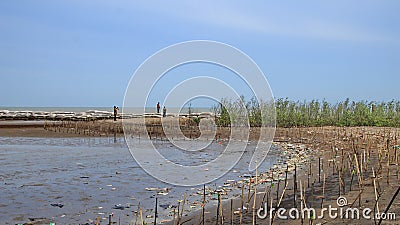 Mangrove forests contaminated with plastic waste, wiyh selective focus Editorial Stock Photo