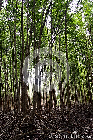 Mangrove forests are rich and light of the sun shines through. For the natural background Stock Photo