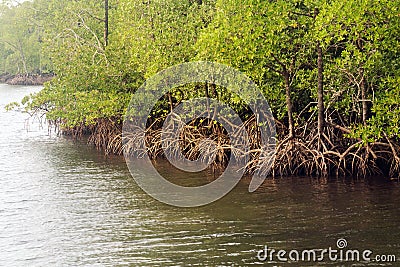 Mangrove forests with river and green tree Stock Photo