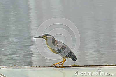 Mangrove heron - Butorides striata on the look out for fish Stock Photo