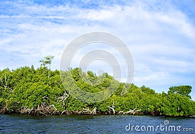 Mangrove island on a sunny day Stock Photo