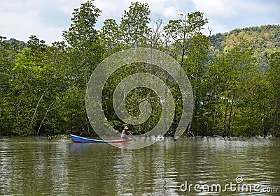 Mangrove jungle at summer day Editorial Stock Photo