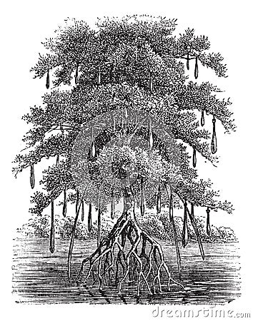 Mangrove or Mangal vintage engraving Vector Illustration