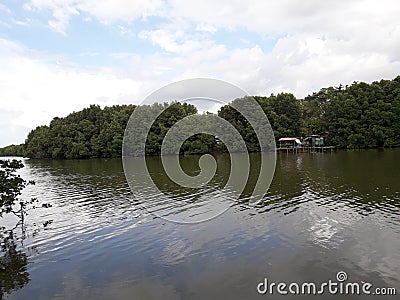 Mangrove Stock Photo