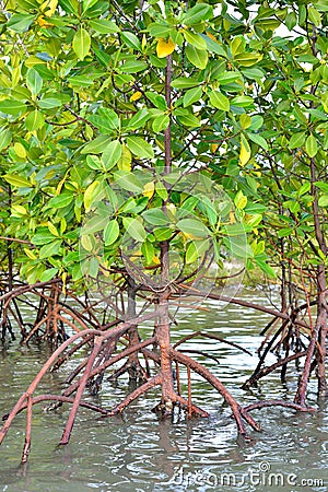 Mangrove plants Stock Photo