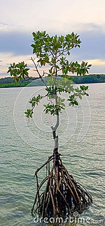 Mangrove plants are a type of plant that has strong roots, so they can dampen waves, storms and tsunamis. Stock Photo