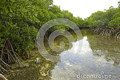 Mangrove River Stock Photo