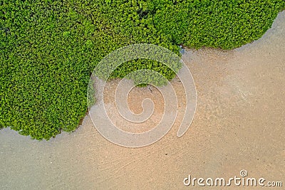 Aerial view of Mangrove and seashore Stock Photo