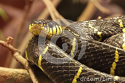 Mangrove snake Stock Photo