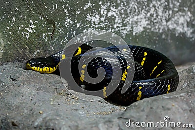 Mangrove Snake:Boiga dendrophila Stock Photo