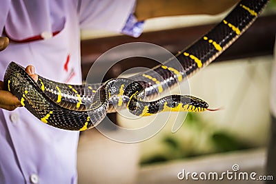 Mangrove Snake Stock Photo