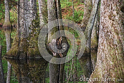 Mangrove Swamp at the Mississippi River, Mississippi Stock Photo