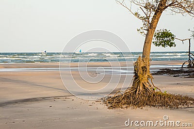 Mangrove Tree Stock Photo