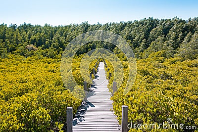 Mangrove Tree Stock Photo