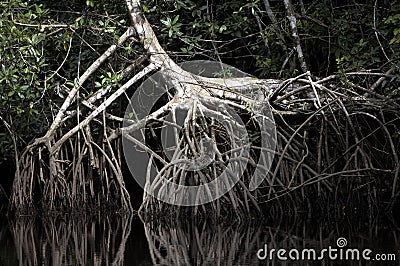 MANGROVE TREE IN ORINOCO DELTA, VENEZUELA Stock Photo