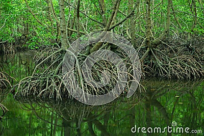 mangrove tree roots that grow above sea water Stock Photo