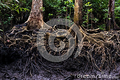 Mangrove tree roots in jungle Stock Photo