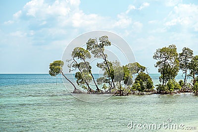 Mangrove tree at Vijaynagar beach at Havelock island Stock Photo