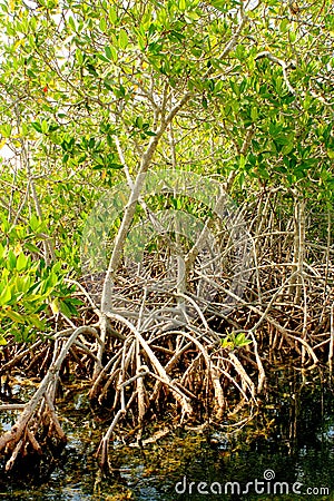 Mangrove trees growing in tropical mangrove swamp Stock Photo