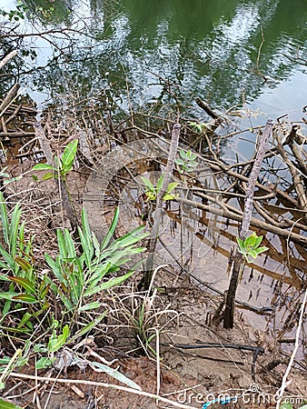 Mangrove trees planted along the river, muddy soil Stock Photo