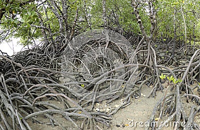 Mangrove trees and roots Stock Photo