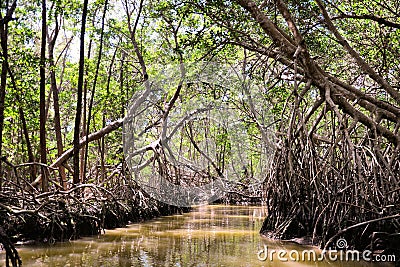 Mangrove trees in swamp at Celestun Stock Photo