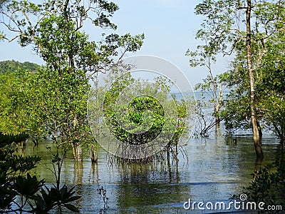 Mangrove trees in water, Bako National Park. Sarawak. Borneo. Malaysia Stock Photo