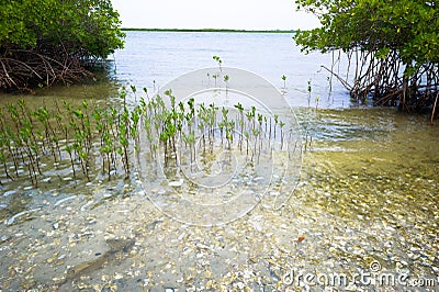 Mangroves forest in Sine de Saloum Stock Photo