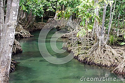 Mangroves forest Stock Photo