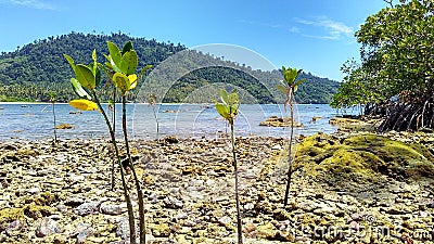 mangrove island Stock Photo