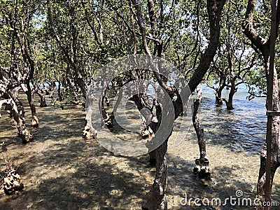 Mangroves Photo Stock Photo