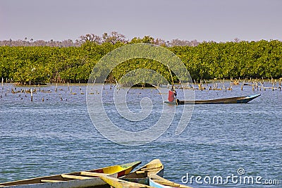 Mangroves in Senegal, great place for tourists to visit by boat Editorial Stock Photo