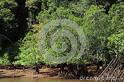 Mangroves in the shallow water of Chiriqui, Panama Stock Photo