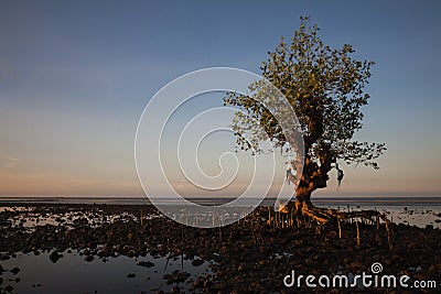 Mangrove on the edge of the beach Stock Photo