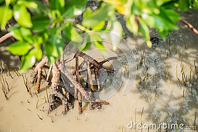 Mangroves tree plant grow into sea water Stock Photo