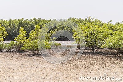 Mangroves trees Stock Photo